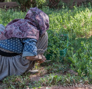 henna lady harvesting henna leaves from henna plant in the ground