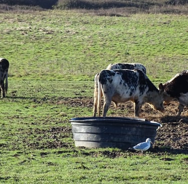 Agriculture, élévage, pêche, eau, pâturages