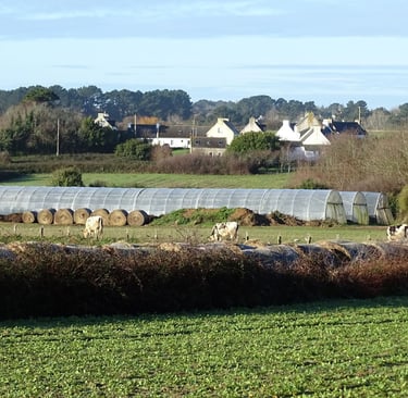 Photo de paysage comportant des serres, des meules de foin, des vaches, et évoquant l'agriculture