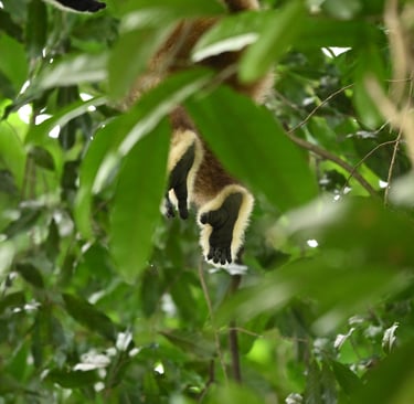 How to See Wild Orangutans Ethically