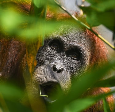 Sumatra Orangutan