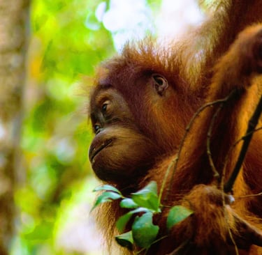 Menjelajahi Bukit Lawang di Taman Nasional Gunung Leuser