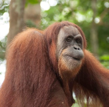 Sumatran Orangutan