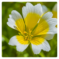 Close-up of a blooming meadowfoam plant flower with vibrant yellow centers and white petal tips.