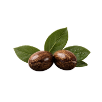 Two raw shea nuts with green leaves isolated on a black background for shea butter production.