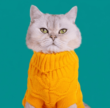 Un adorable gato blanco y esponjoso con un suéter de punto naranja brillante sobre un fondo azulado.