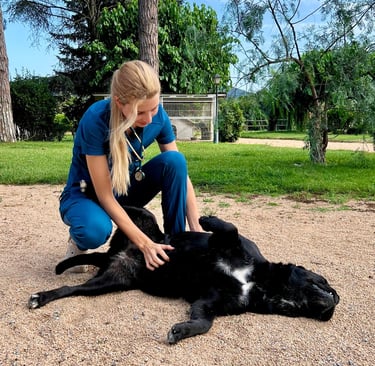 visita veterinaria a perro a domicilio