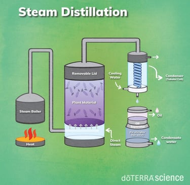 steam distillation
