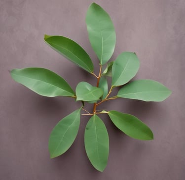 Eucalyptus leaves with droplets of oil glistening in natural light.