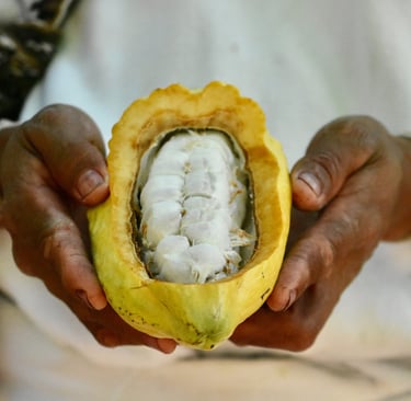 Cacao de la sierra nevada de santa marta