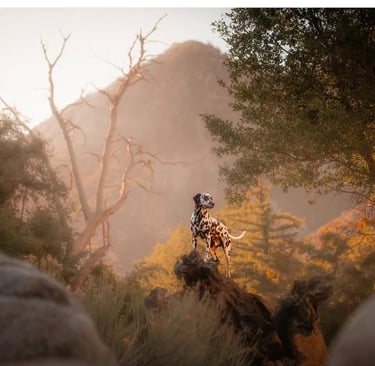 Dog Portrait by Guido Media