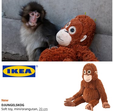 Punch the baby monkey sitting next to an IKEA DJUNGELSKOG mini orangutan soft toy.