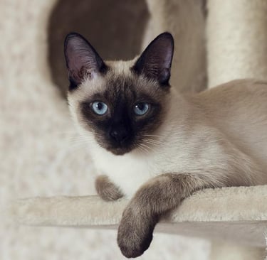 Un chat siamois aux yeux bleus intenses allongé sur un arbre à chat beige, regardant sereinement ver