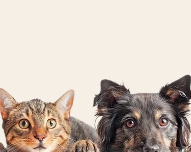 Portrait en gros plan d'un chat tigré et d'un chien noir à poils longs, posant côte à côte sur un fo