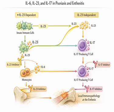 Metabolic Pathways in Psoriasis and Enthesitis