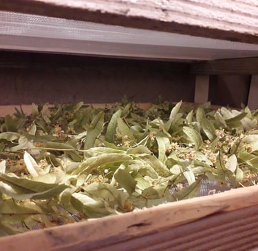 plantes à tisane dans un séchoir à plantes médicinales