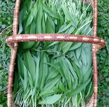 ail des ours dans un panier