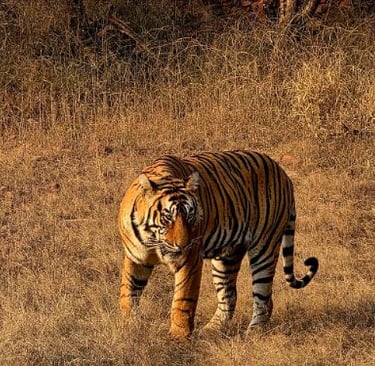 corbett sightseeing in bijrani zone jim corbett