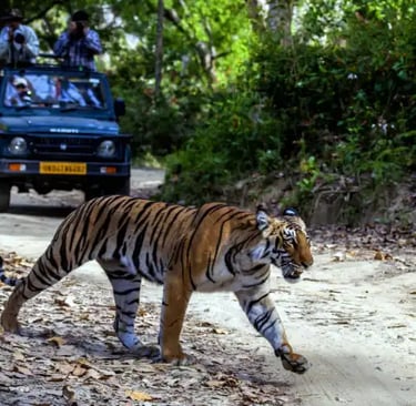 tiger sightseeing in jim corbett national park