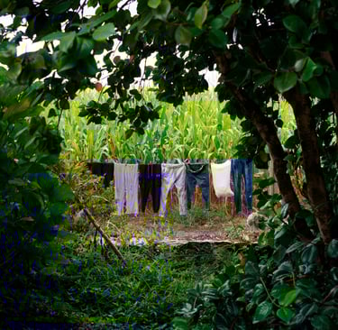Fresh laundry hanging on an outdoor clothesline in a lush green garden near a cornfield.