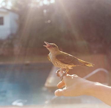 A small yellow songbird perched on a person's finger outdoors with golden sun flare.