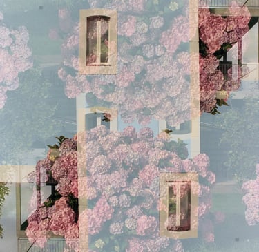 Double exposure photography of pink hydrangea bushes blooming against a classic European villa facade.