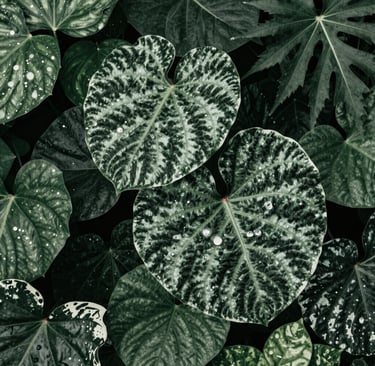 Close-up of a vibrant green leaf with morning dew drops glistening in natural light