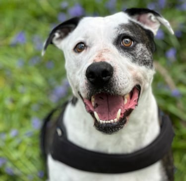 Smiling Staffy cross Dalmatian sat in the bluebells