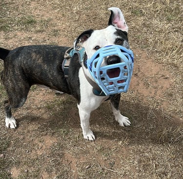 A relaxed dog wearing a muzzle after reactivity training