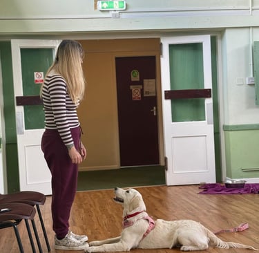Client training a Golden Retriever during a puppy class in Stourbridge