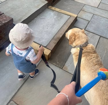 Toddler walking his Labrador with supervision and help from a parent