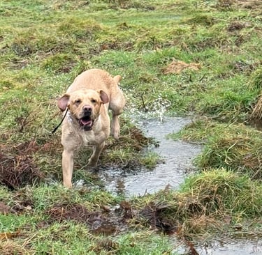 An excited Labrador running in a muddy puddle