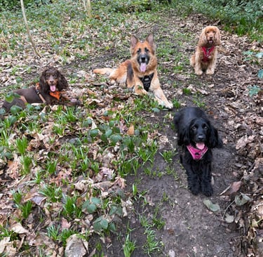 Dogs resting calmly during a walk showing the importance of rest and balance alongside exercise