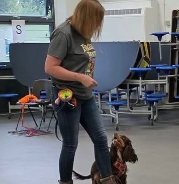 Positive dog training session indoors, showing trainer working on loose-lead walking and engagement with a young spaniel.