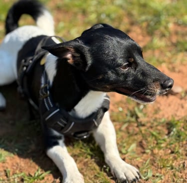 dog focused on distraction during walk showing early signs of stress