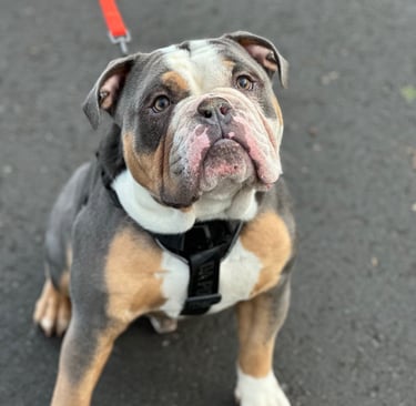 A tricolor Olde English Bulldogge wearing a black harness and red leash sitting on a sidewalk.