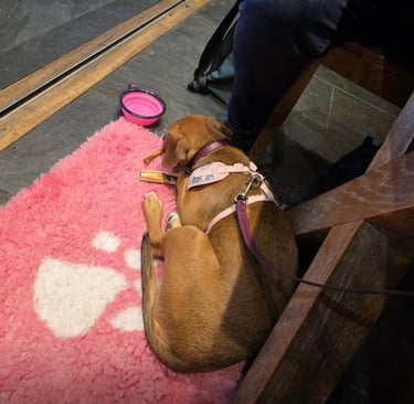 dog lying calmly on a mat in a café environment showing relaxed, settled behaviour around distractions