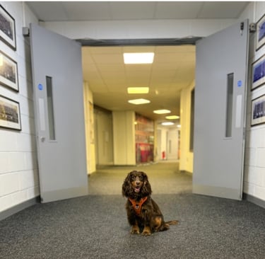 Calm dog sitting in a school corridor during training, demonstrating suitability for therapy dog environments