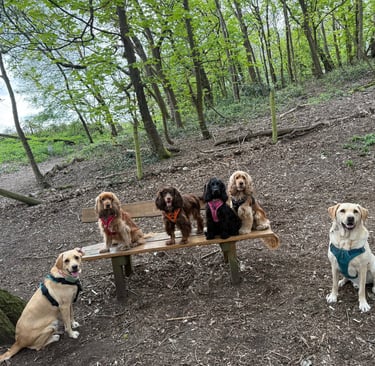 A group of six friendly dogs, including spaniels and Labradors, posing on and around a wooden park bench in a forest.