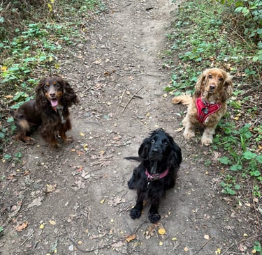 Three beautiful spaniel girls sat for a photo in the woods