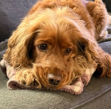 Golden Spaniel settled on the sofa