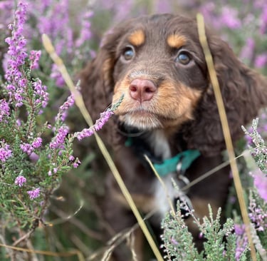 A young working cocker spaniel puppy sat in flowering Heather