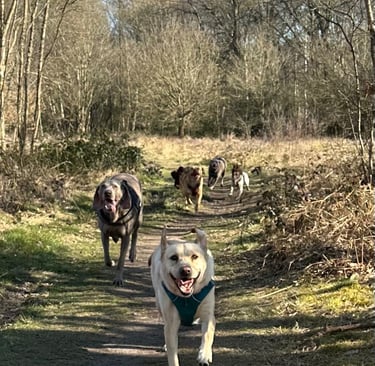 “A group of happy dogs running together along a sunny woodland trail during a group dog walk.