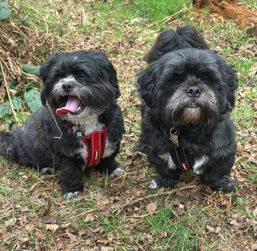 Two grey shih tzu boys on their countryside walk