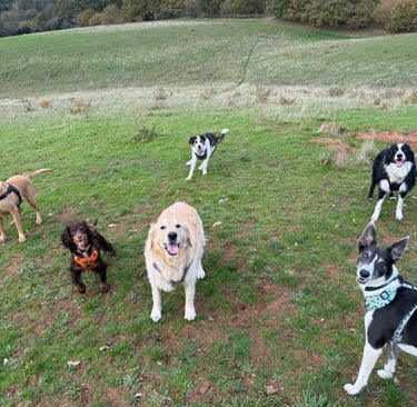 Various happy dogs on a countryside walk