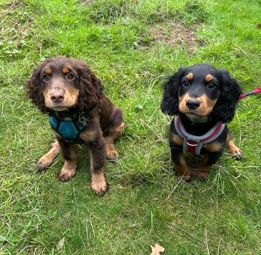 Male and Female cocker spaniel puppies out on a walk