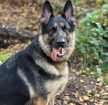 A German shepherd sits looking at the camera outdoors in the woods