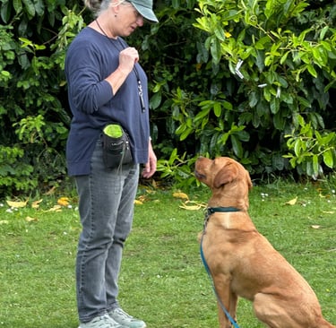 Client training their fox red Labrador outdoors in Stourbridge