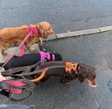 3 cocker spaniels walking nicely on loose leads together