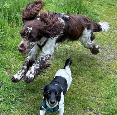 English springer spaniel leaping over a jack russell whilst energetically on a grassy woodland path